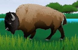 buffalo in a field