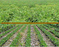 Field with corn and beans