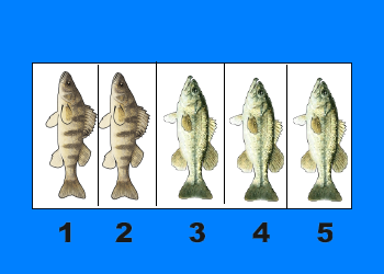 teaching equivalent fractions using fish